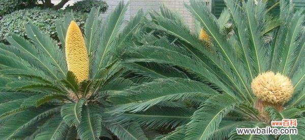 探寻铁树的生命力与坚韧力量 铁树的寓意与象征意义