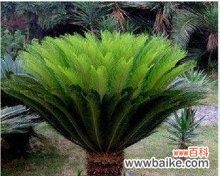 探寻铁树的生命力与坚韧力量 铁树的寓意与象征意义