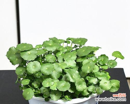 探寻铜钱草的文化内涵 铜钱草的寓意与意义