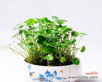 探寻铜钱草的文化内涵 铜钱草的寓意与意义