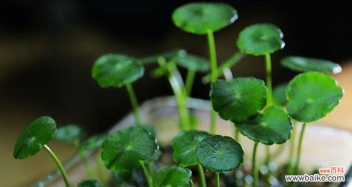 探寻铜钱草的文化内涵 铜钱草的寓意与意义