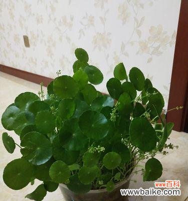 揭秘铜钱草的神秘之美 铜钱草的寓意和花语