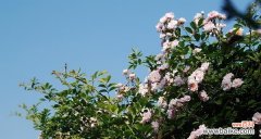 揭秘荼蘼花的神奇故事 荼蘼花的传说与花语