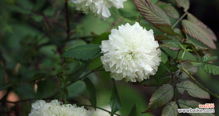 荼蘼的花语 以荼蘼的寓意与人生