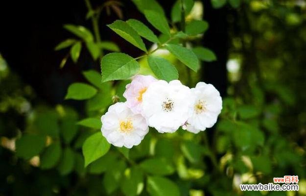 荼蘼的花语 以荼蘼的寓意与人生