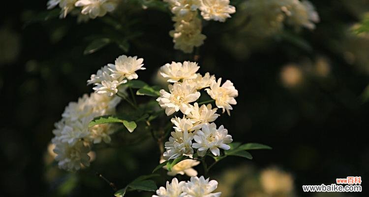 荼蘼的花语 以荼蘼的寓意与人生