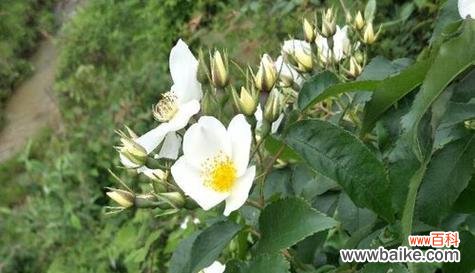 追寻心灵的花海 荼蘼花语之美丽与希望