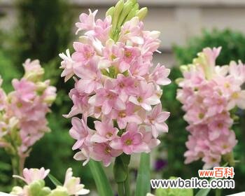 沁人心脾的清香 晚香玉，幸福美好的花语