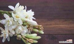 探秘晚香玉的花语与文化传承 晚香玉花的寓意与象征意义