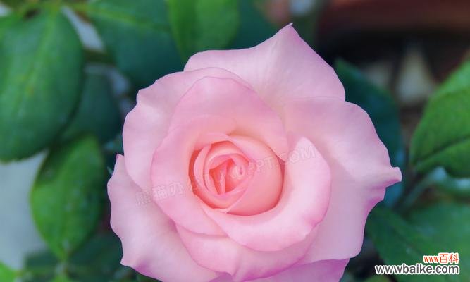 探寻豌豆花的神秘花语与文化内涵 豌豆花的花语及其寓意