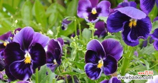 探寻豌豆花的神秘花语与文化内涵 豌豆花的花语及其寓意