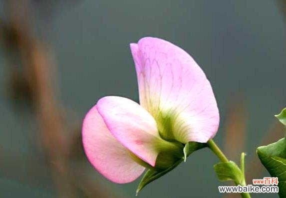 探寻豌豆花的神秘花语与文化内涵 豌豆花的花语及其寓意