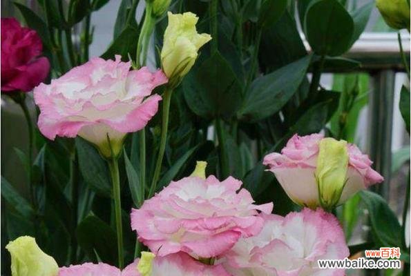 探索高贵花卉的优雅和独特之美 高贵之花