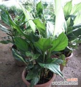 揭示万年青的寓意之美 万年青的象征意义与美学价值