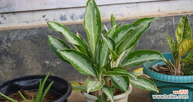 揭示万年青的寓意之美 万年青的象征意义与美学价值