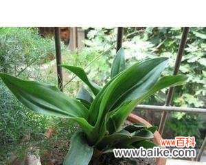 揭示万年青的寓意之美 万年青的象征意义与美学价值