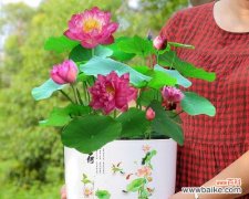 探索碗莲的寓意 碗莲之美