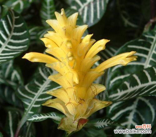 用向日葵传达单身的心声 以向日葵的花语为主题的文章