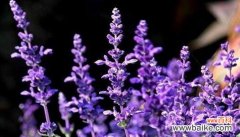 蔷薇花的花语及其象征的单恋情感 单恋之苦——以蔷薇花为主题的花语