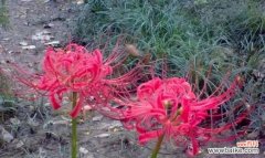 以百合花的花语为例探讨胆小懦弱的内心世界 花语揭示胆小懦弱的心声