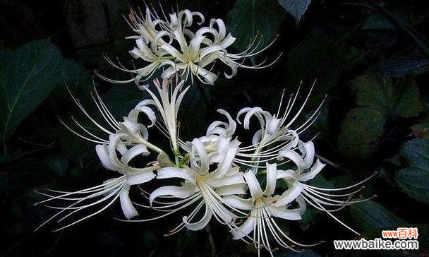 以百合花的花语为例探讨胆小懦弱的内心世界 花语揭示胆小懦弱的心声