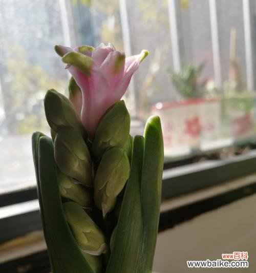 向日葵的花语和象征意义 友情花语