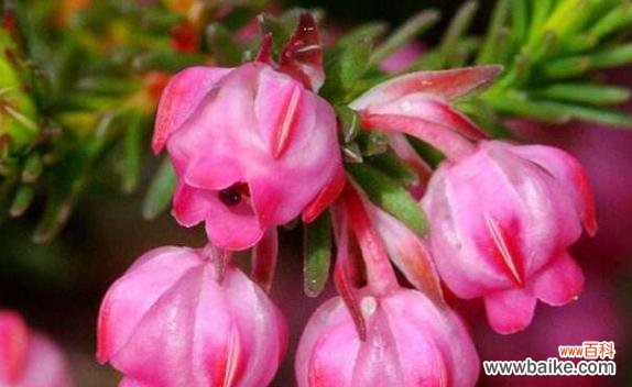 纯净 单纯之美——以百合花为主题的花语探索