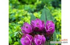 白色玫瑰 单纯美好——以白色玫瑰的花语为主题的文章