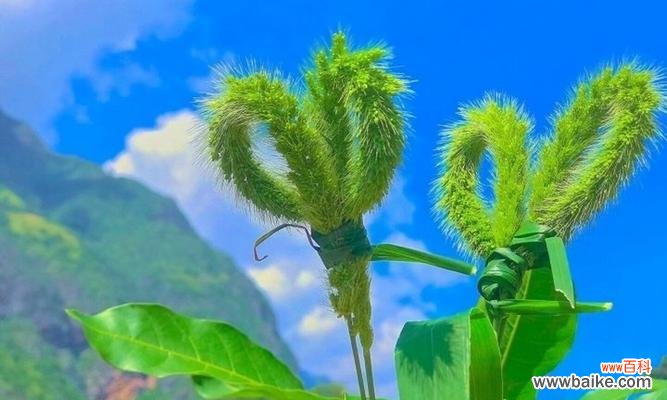 用百合花的花语表达对爱情的等待与坚守 等你——以百合花的花语为主题的文章