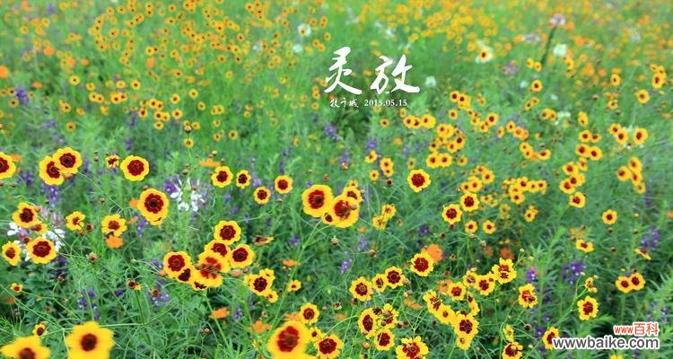 以玫瑰花语为例 等待之花