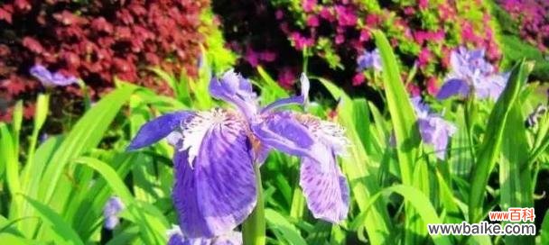 等待的坚持与希望 等待你——以满天星的花语为主题的文章