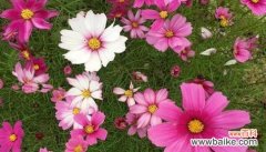 等待的坚持与希望 等待你——以满天星的花语为主题的文章