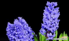 以玫瑰为花语 等待爱情之花