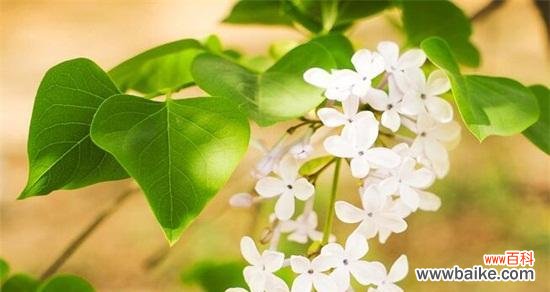 以玫瑰为花语 等待爱情之花