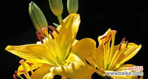 感受等待的坚定与温柔 《等你回来——以百合花的花语为主题的文章》