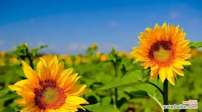 爱情的等待 等你娶我——以百合花的花语描绘爱情等待