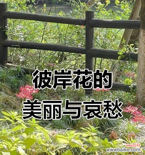 以玫瑰代表孤独,诉说内心的孤独寂寞 孤独之花——寂寞在花海中绽放