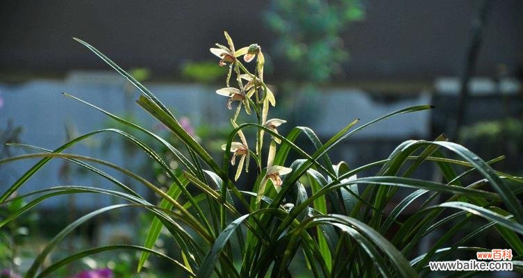 时间与寓意的交织之舞 兰花草的绽放之美
