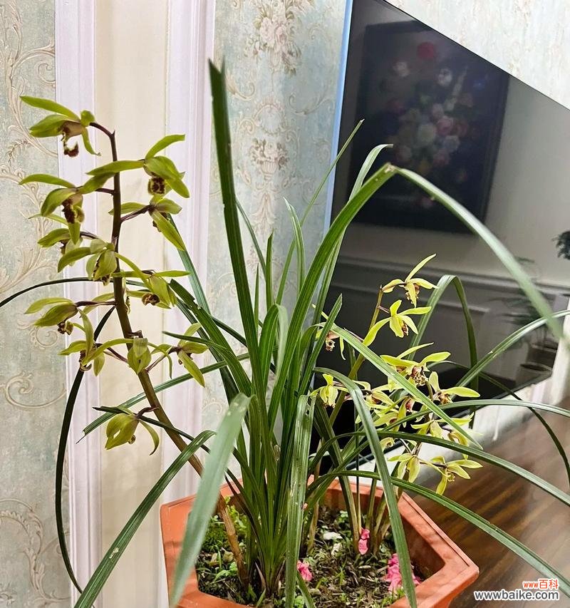 时间与寓意的交织之舞 兰花草的绽放之美