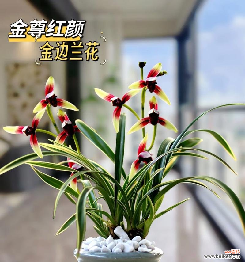 时间与寓意的交织之舞 兰花草的绽放之美