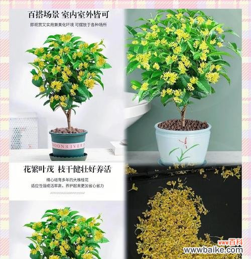 桂花香气传福泽，象征吉祥和财富 桂花的寓意与象征风水