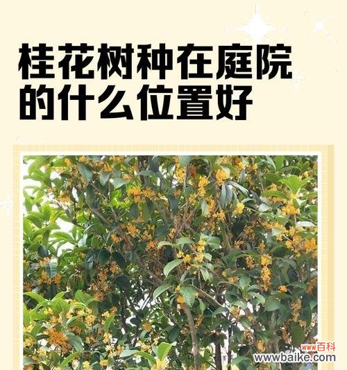 桂花香气传福泽，象征吉祥和财富 桂花的寓意与象征风水