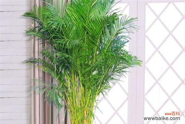 招财进宝的居家装饰植物——凤尾竹 凤尾竹的风水寓意与摆放位置