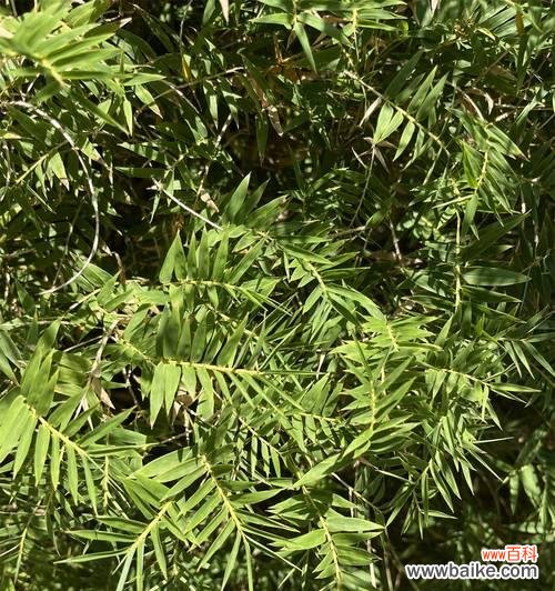 招财进宝的居家装饰植物——凤尾竹 凤尾竹的风水寓意与摆放位置