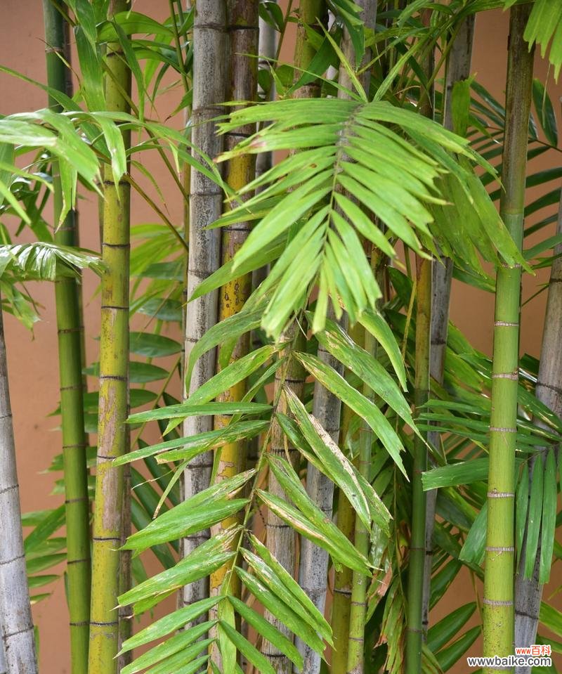 招财进宝的居家装饰植物——凤尾竹 凤尾竹的风水寓意与摆放位置