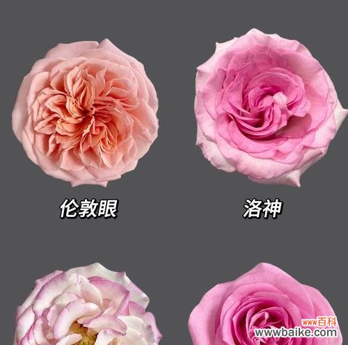 探索粉玫瑰花所传达的深情意义 粉玫瑰的花语——爱与温柔