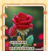 浪漫的爱情宣言 49朵玫瑰花的花语之意义深远