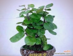 揭秘那些招财植物背后的奥秘 招财植物的神奇力量