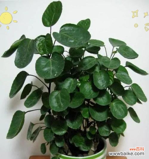 揭秘那些招财植物背后的奥秘 招财植物的神奇力量