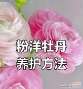 探索粉色花朵所传递的深层情感和内涵 粉色花语与其象征意义